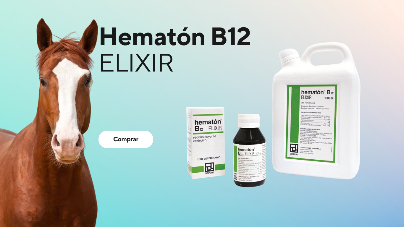 Hematon B12 ELIXIR